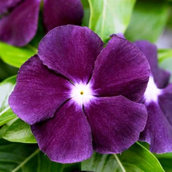 Omaxe Vinca Nana Black Purple (50 seeds)